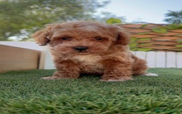 Caniche Toy perros en venta: CANICHE TOY MACHO - Imagen 2
