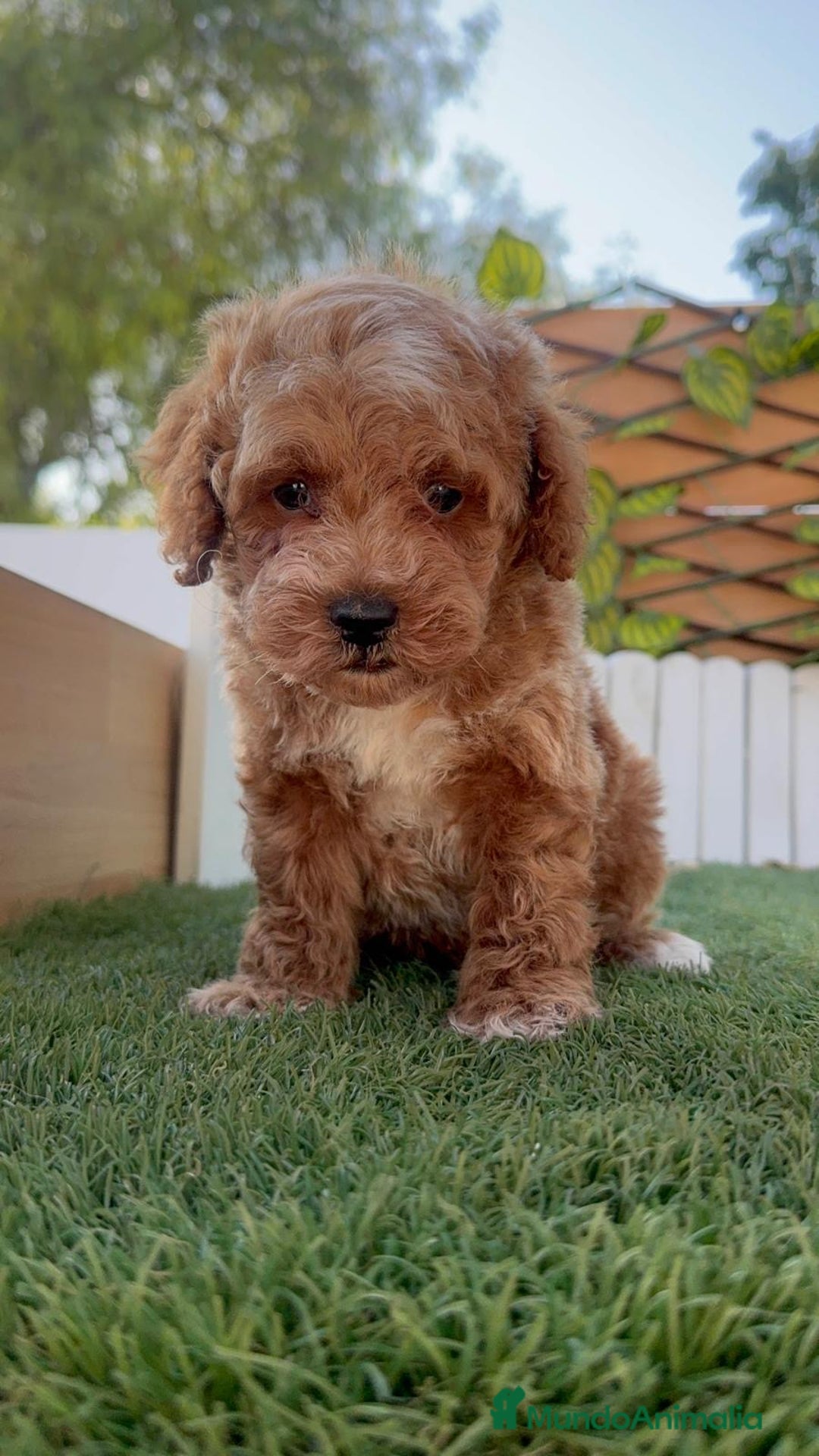 Caniche Toy perros en venta: CANICHE TOY MACHO - Imagen 2