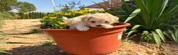 Maltipoo perros en venta: Maltipoo toy macho !!!! - Anuncio 6