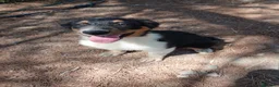 Pastor Australiano perros en venta: PASTOR AUSTRALIANO  - Anuncio 9