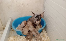 Chihuahua perros en venta: Chihuahua  - Imagen 5