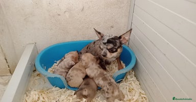 Chihuahua perros Chihuahua  - Anuncio 9