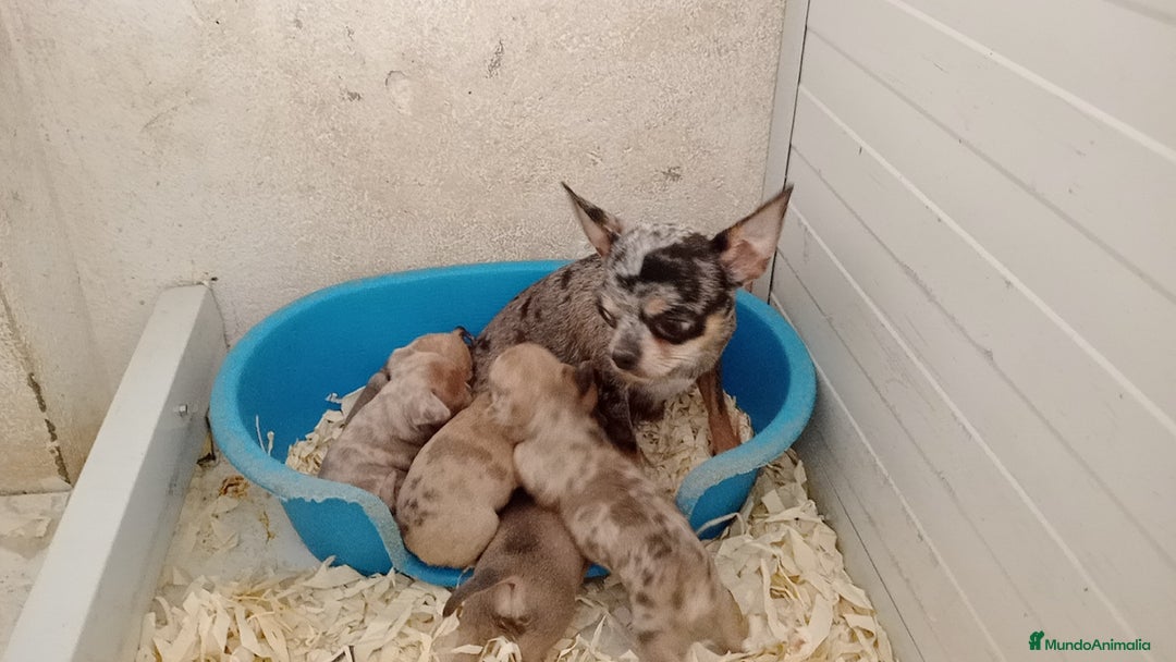 Chihuahua perros en venta: Chihuahua  - Imagen 5