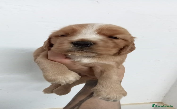 Cocker Spaniel Inglés perros - Propaganda 4