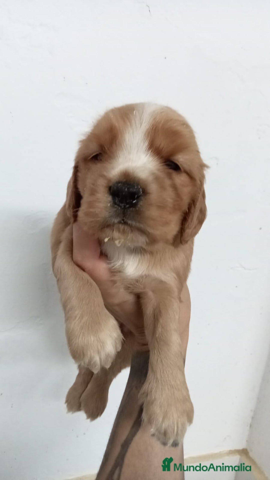 Cocker Spaniel Inglés perros en venta: Cocker Spaniel  - Imagen 1