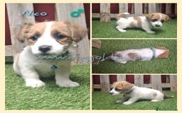 Jack Russell Terrier perros en venta: Jack Russell Terrier - Imagen 1