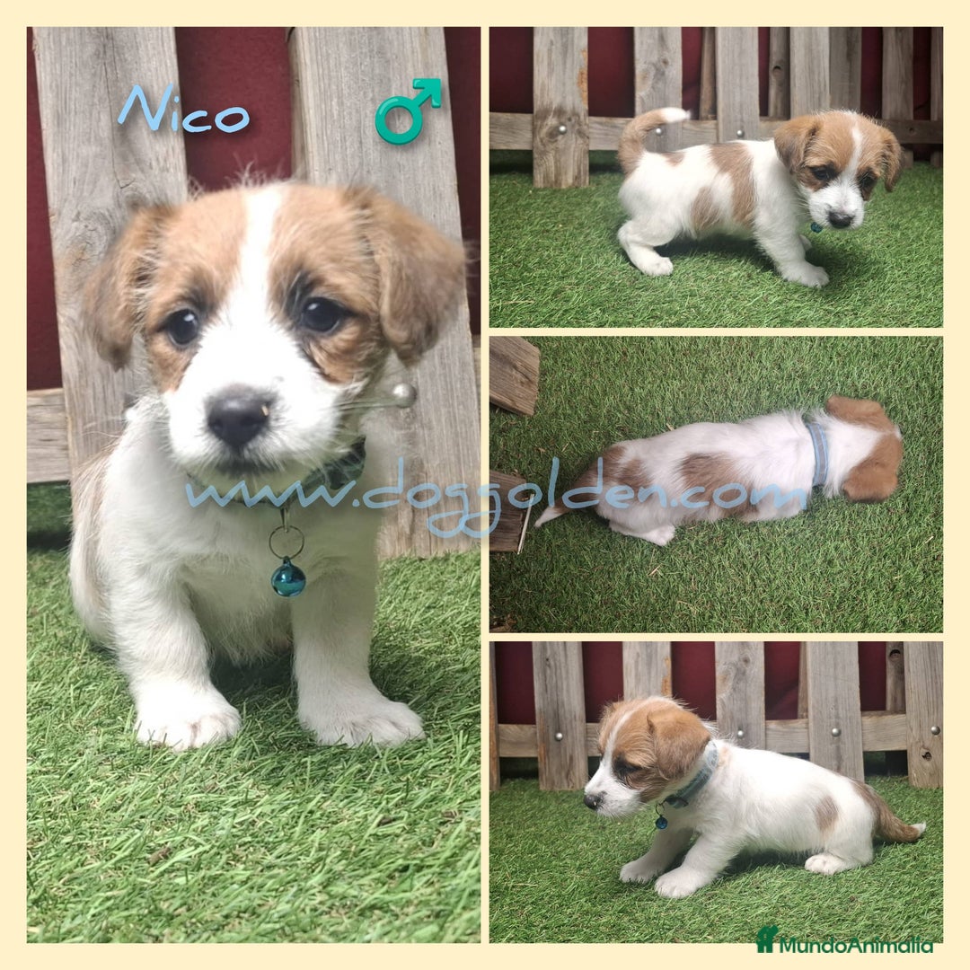 Jack Russell Terrier perros en venta: Jack Russell Terrier - Imagen 1