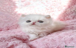 Persa gatos en venta: Persas blancos - Imagen 9