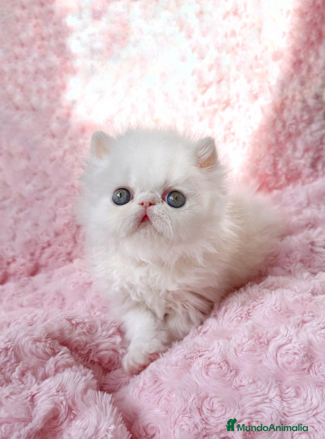 Persa gatos en venta: Persas blancos - Imagen 9
