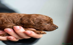 Caniche Toy perros en venta: Caniche toy rojo intenso - Anuncio 3