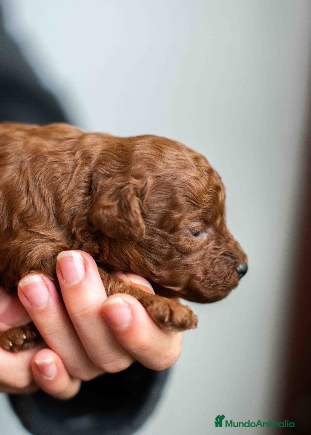 Caniche Toy perros en venta: Caniche toy rojo intenso - Anuncio 3
