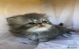 Persa gatos en venta: GATITOS PERSAS - Imagen 5