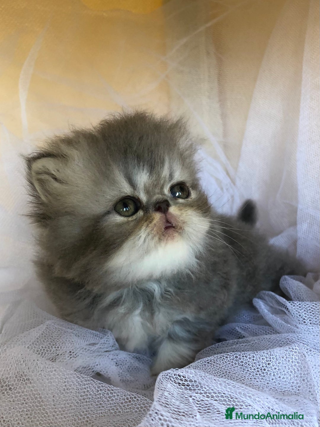 Persa gatos en venta: GATITOS PERSAS - Imagen 5