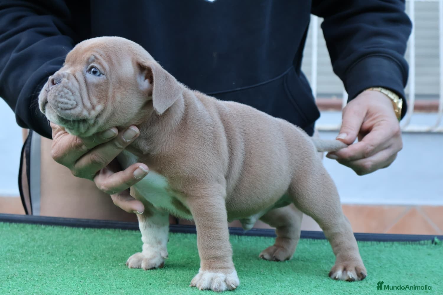American Bully perros American bully pocket  - Anuncio 2
