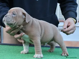 American Bully perros American bully pocket - Anuncio 2