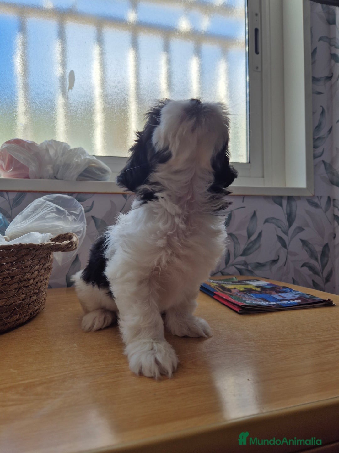 Raza Mixta perros en venta: Perrita mezcla bichon maltes con shih tzu - Imagen 2