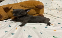 Chihuahua perros en venta: Chihuahua toy blue - Imagen 11
