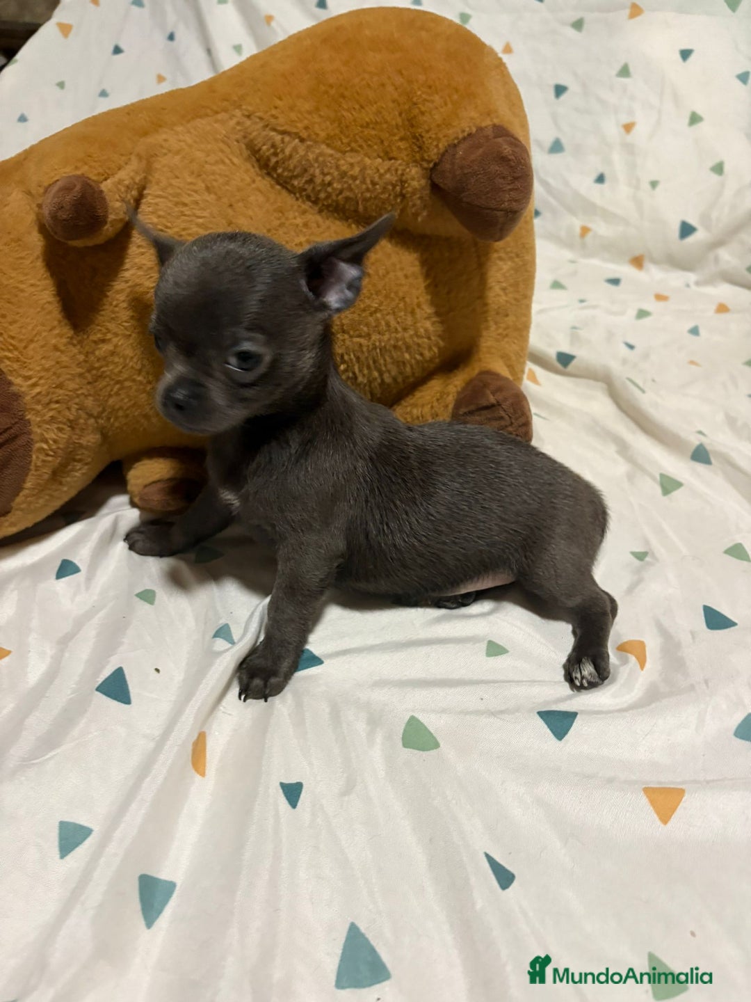 Chihuahua perros en venta: Chihuahua toy blue - Imagen 11