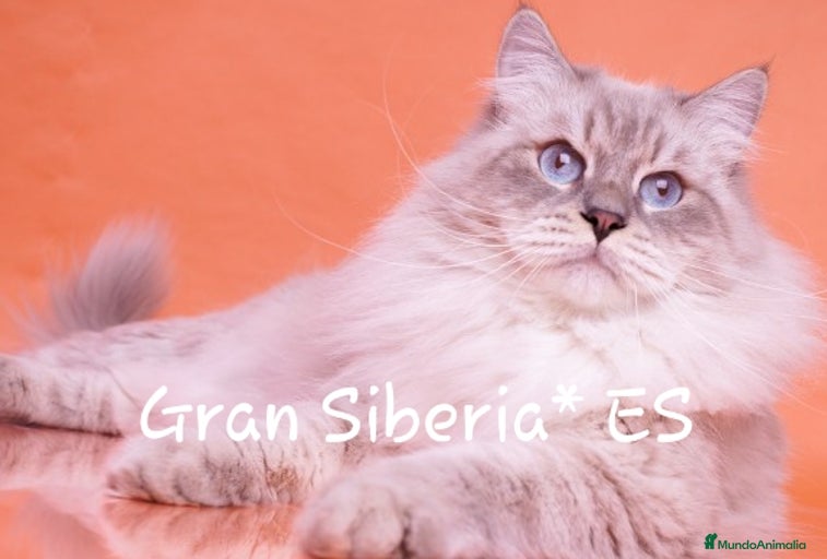 Imagen de galería {{count}}