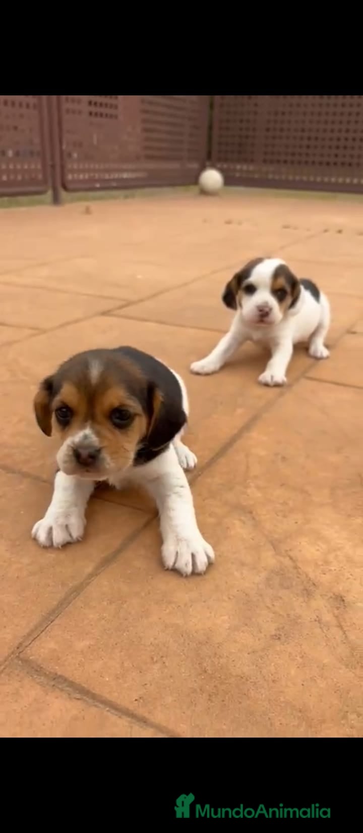 Beagle perros Beagle  - Anuncio 1