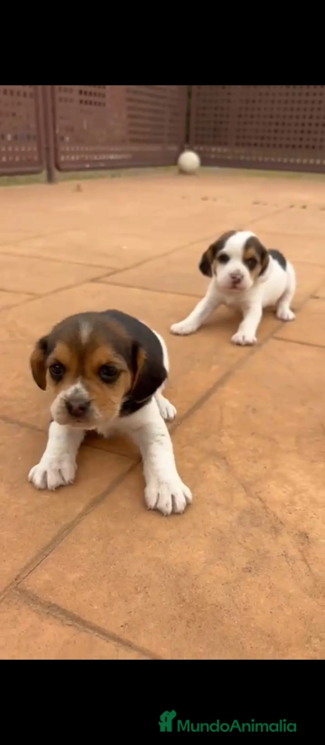 Beagle perros en venta: Beagle  - Anuncio 1