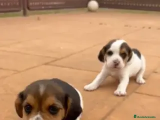 Beagle perros Beagle - Anuncio 1