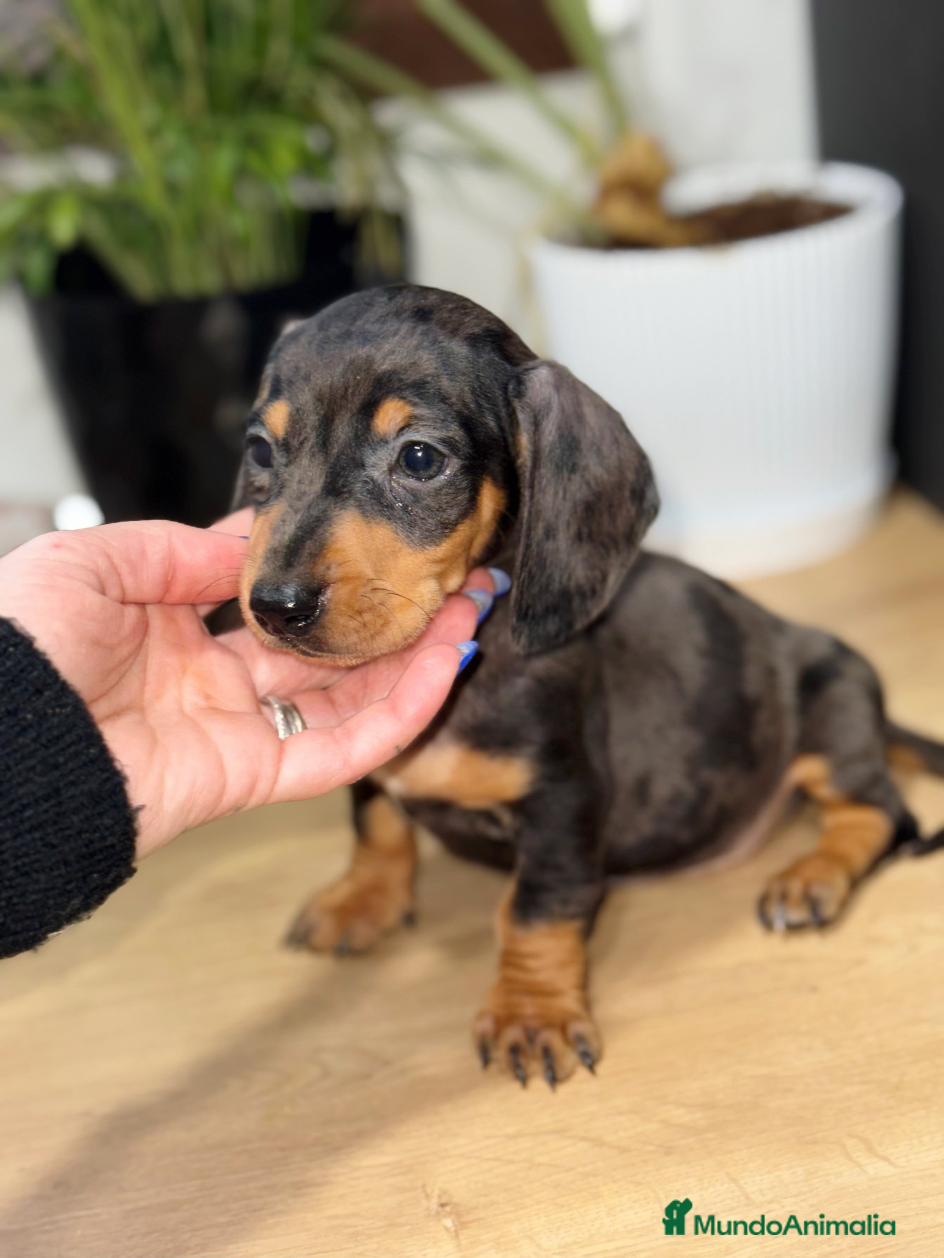 Teckel Miniatura perros Teckel kanichen macho arlequín plata - Anuncio 2