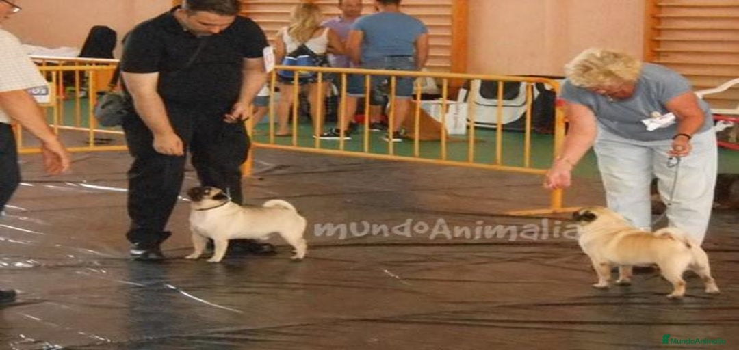 Imagen de galería {{count}}