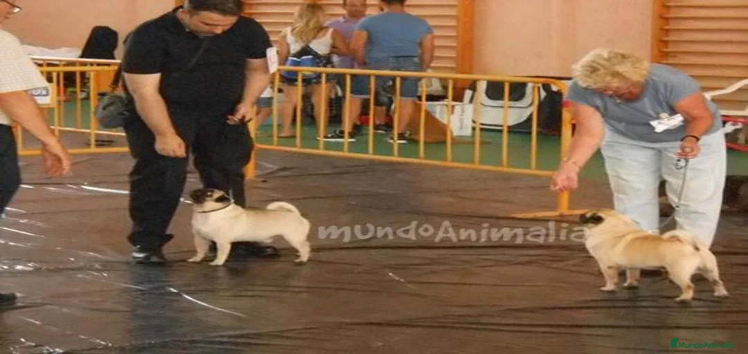 Imagen de galería {{count}}