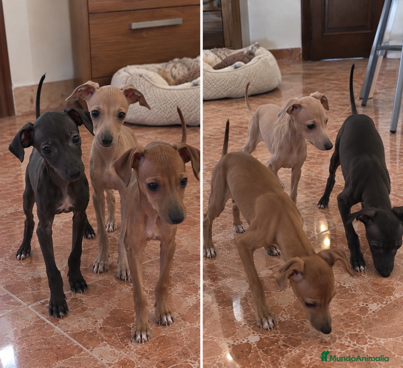 Pequeño Lebrel Italiano perros LEBREL ITALIANO - PICOLO  - Anuncio 1