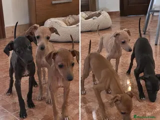 Pequeño Lebrel Italiano perros LEBREL ITALIANO - PICOLO - Anuncio 1