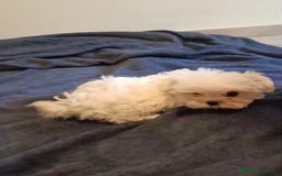 Bichón Maltés perros en venta: Bichon maltés toy  - Imagen 3
