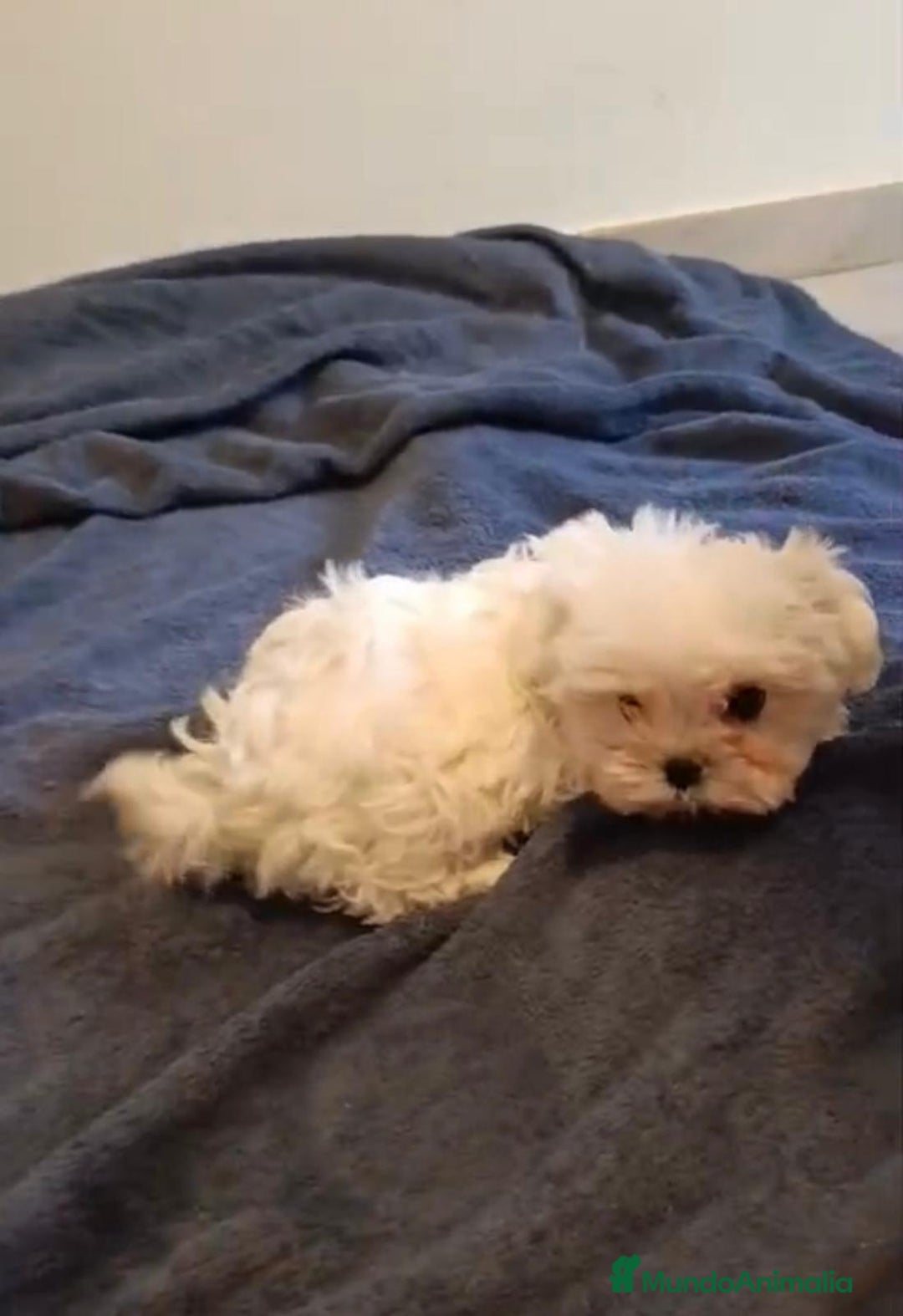 Bichón Maltés perros en venta: Bichon maltés toy  - Imagen 3