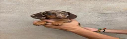 Teckel Miniatura perros en venta: Tecker hembras - Anuncio 5