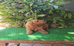 Caniche Toy perros en venta: Caniche   - Imagen 3