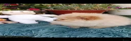 Pomerania perros en venta: Impresionantes pomeranias - Anuncio 3