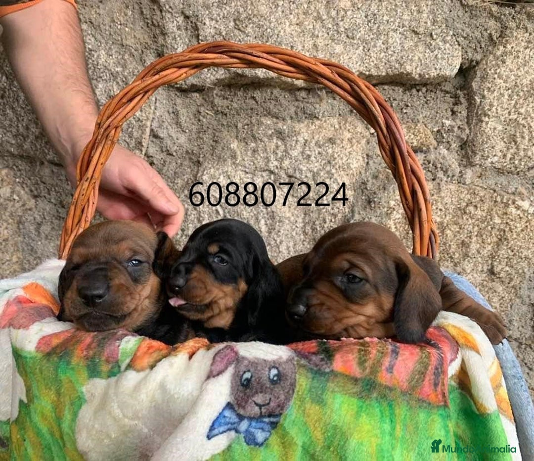 Teckel perros en venta: Teckel Standard pelo corto - Imagen 2