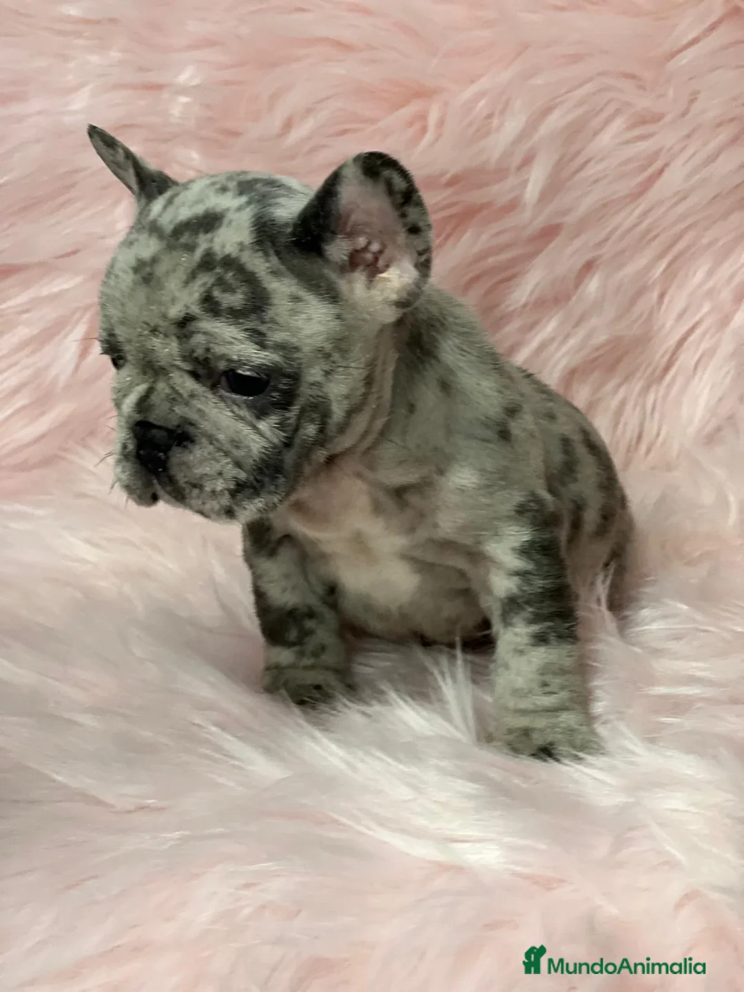 Bulldog Francés perros en venta: Bulldog merle  en Barcelona - Anuncio 5