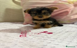 Yorkshire Terrier perros en venta: Yorkshire toy - Imagen 12