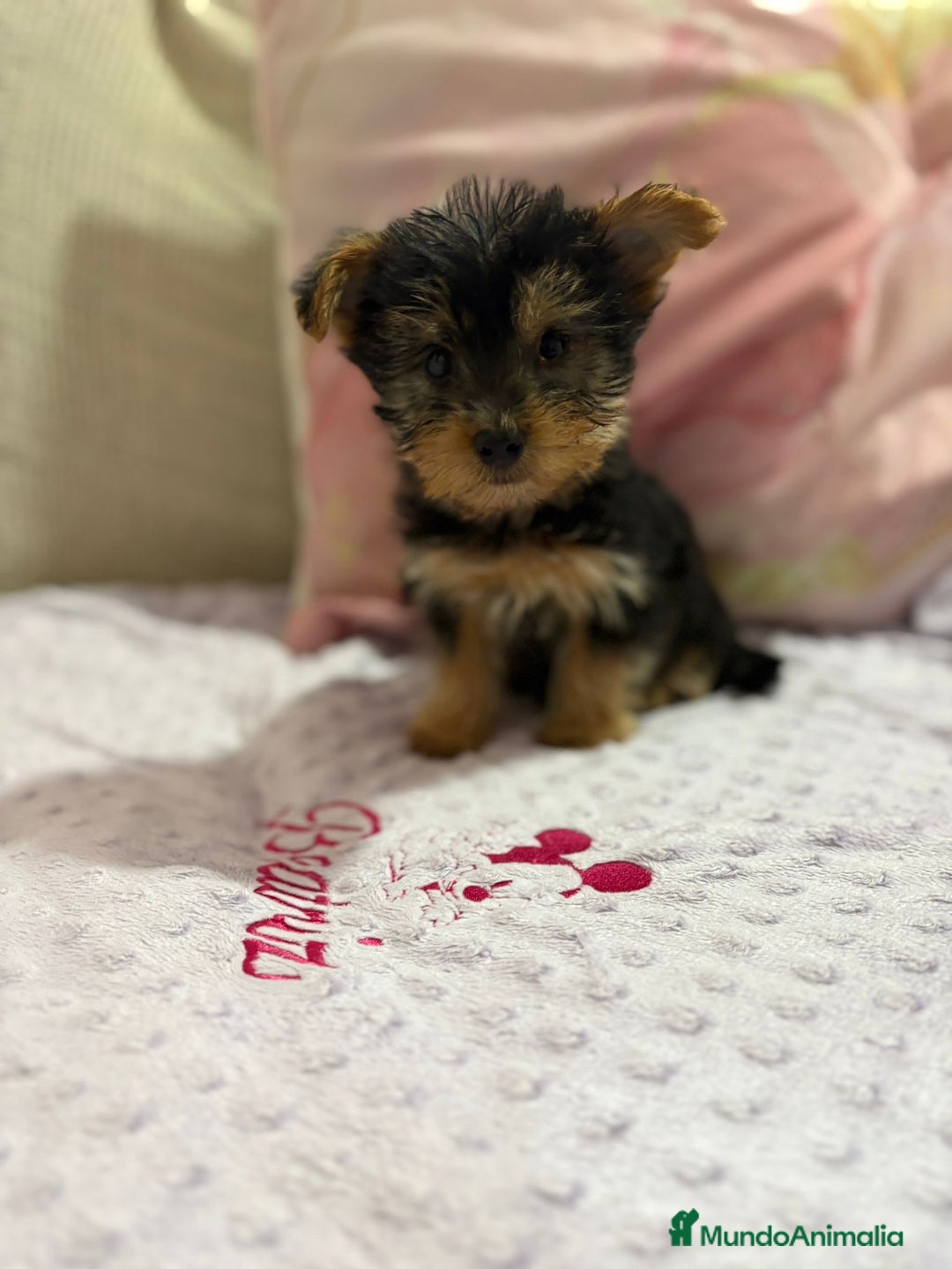 Yorkshire Terrier perros en venta: Yorkshire toy - Imagen 12