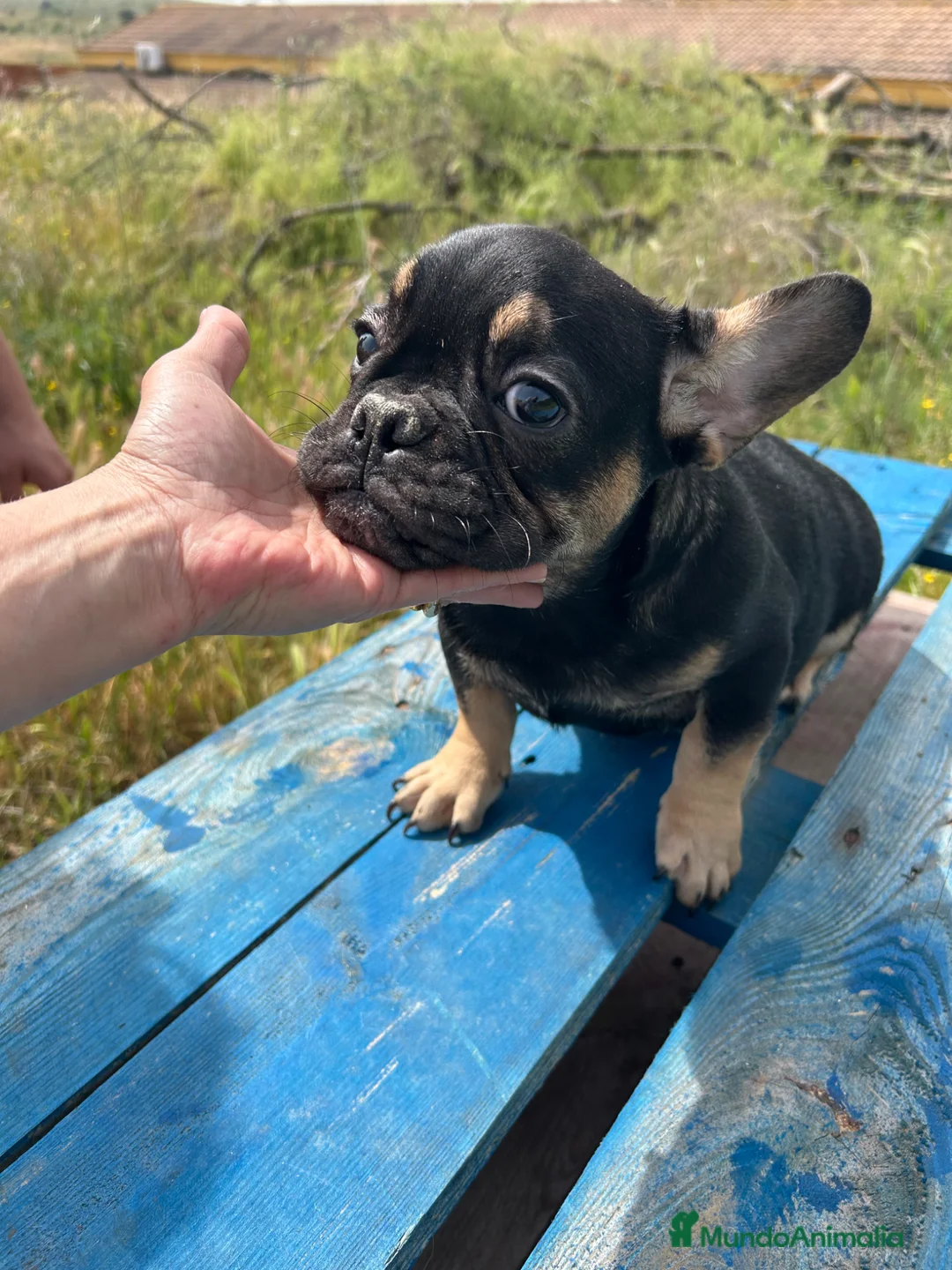 Bulldog Francés perros en venta: Bulldog francés  - Anuncio 1