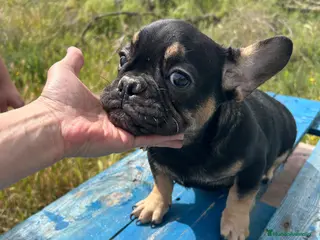 Bulldog Francés perros Bulldog francés - Anuncio 17