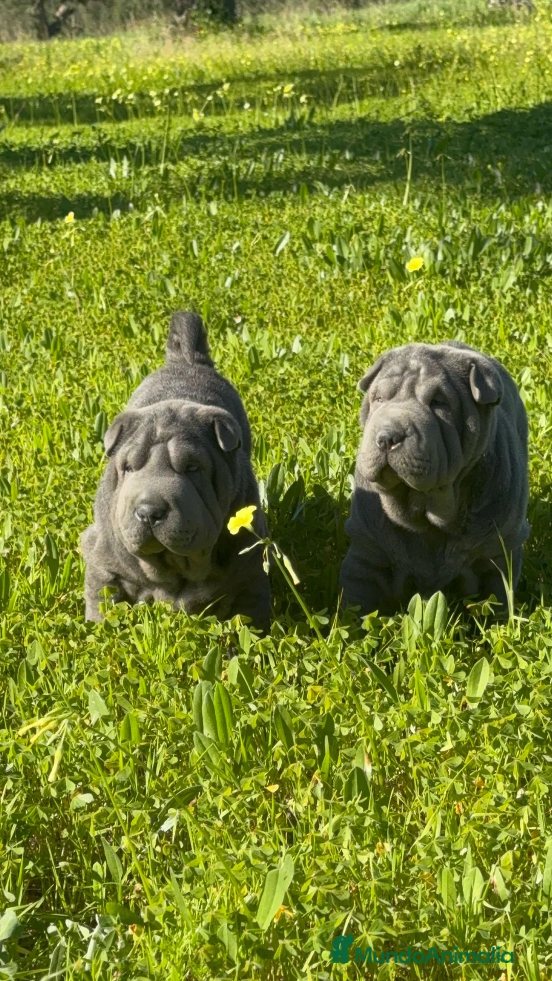 Shar Pei perros en venta: LOS MEJORES Y MAS BONITOS SHAR PEI en Málaga - Anuncio 2