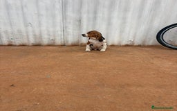 Basset Hound perros en venta: Basset hound último macho - Anuncio 3