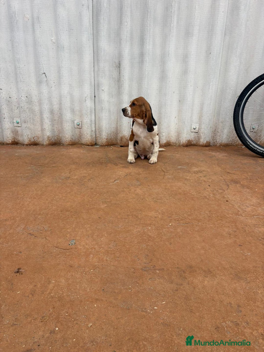 Basset Hound perros en venta: Basset hound último macho - Anuncio 3