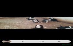 Border Collie perros en venta: Impresionantes camada de border collie  - Imagen 1