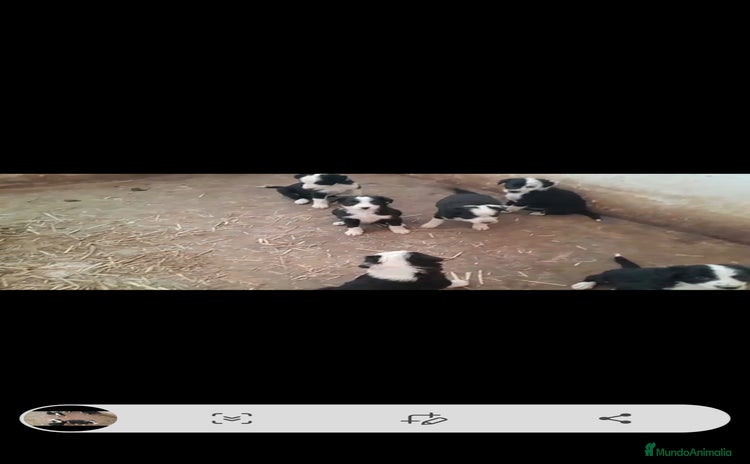 Border Collie perros - Anuncio 3