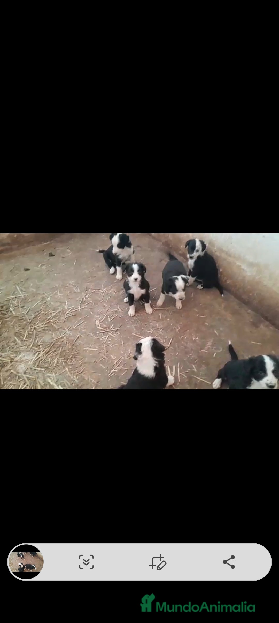 Border Collie perros en venta: Impresionantes camada de border collie  - Imagen 1