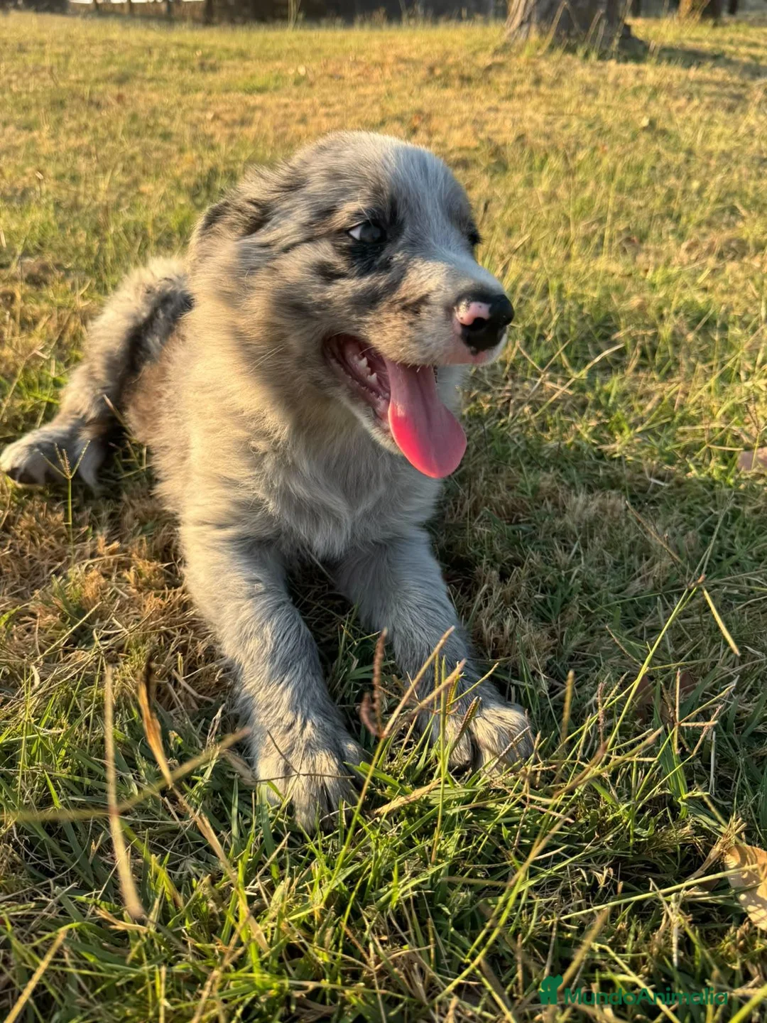 Border Collie perros en venta: Cachorros de Border Collie - Anuncio 2