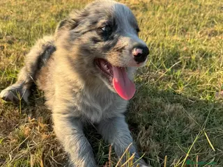 Border Collie perros Cachorros de Border Collie - Anuncio 2